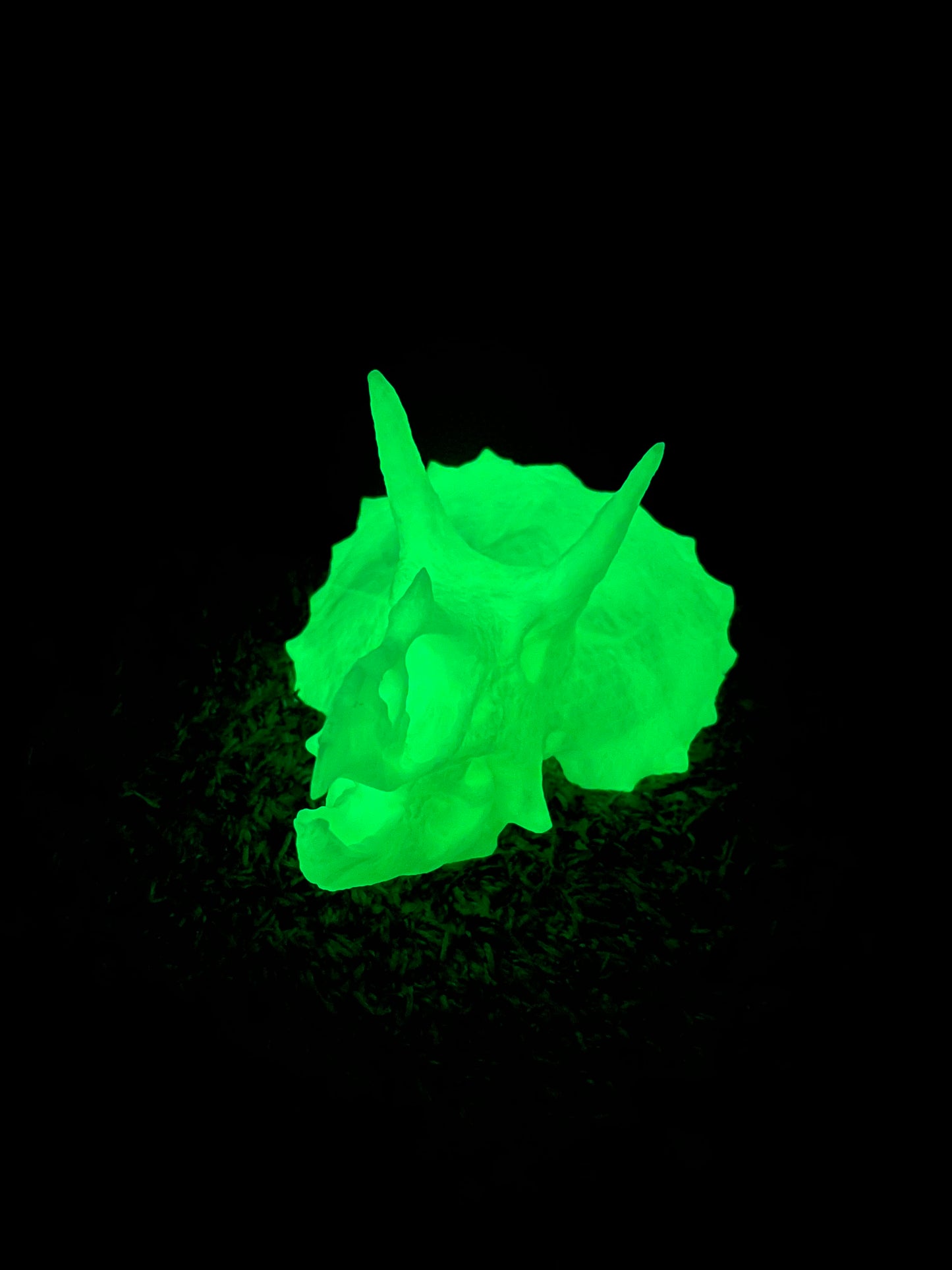 RTS Triceratops Skull