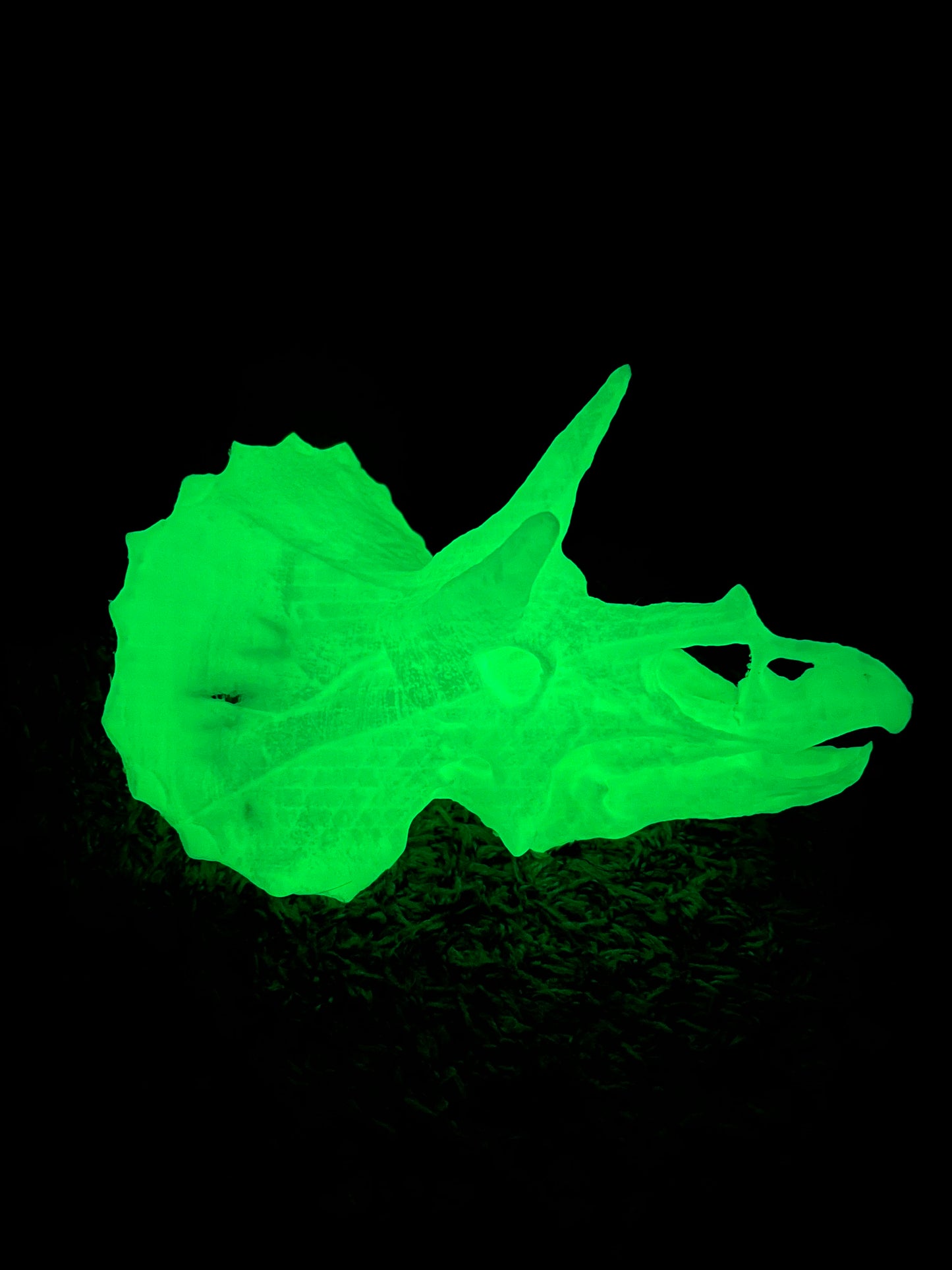 RTS Triceratops Skull